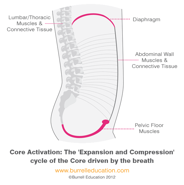 link between diaphragm and pelvic floor